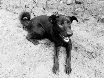 High angle portrait of dog standing on field