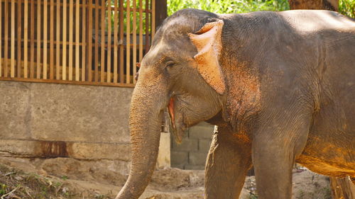 Side view of elephant in zoo