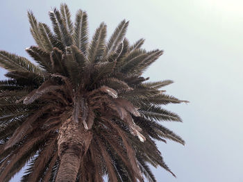 Low angle view of palm tree against clear sky