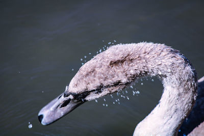 Close-up of swan swimming in lake