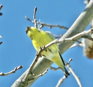 Low angle view of bird perching on branch against sky