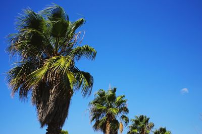 Low angle view of coconut palm tree against clear blue sky