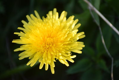 Close-up of yellow flower