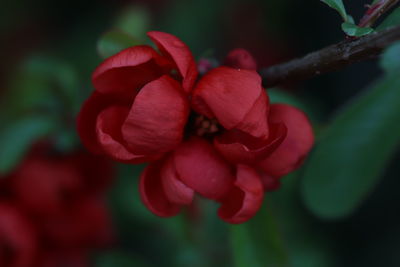 Close-up of red flowering plant