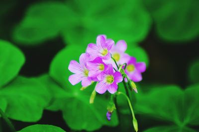 Close-up of purple flowers blooming outdoors