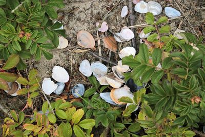 High angle view of shells on field