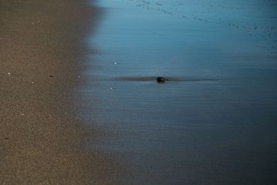 High angle view of bird in sea