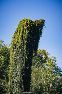 Low angle view of fresh plants against sky