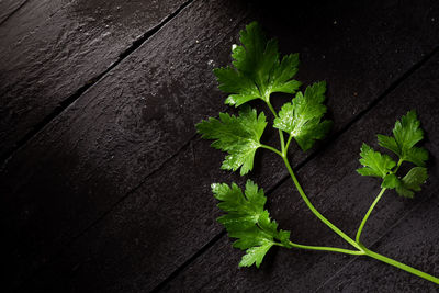 High angle view of leaves on table