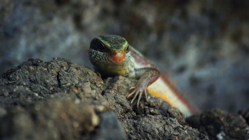 Close-up of lizard on rock