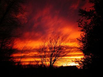 Silhouette of trees at sunset