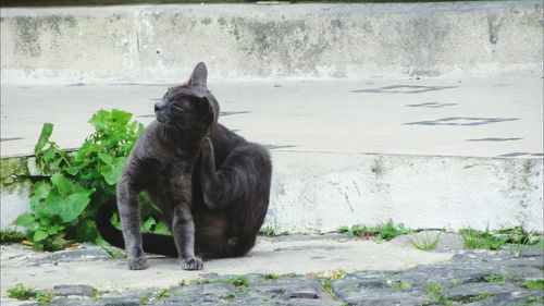 Cat looking away