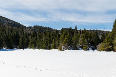 Pine trees on snow covered land against sky