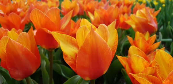 Close-up of orange tulips