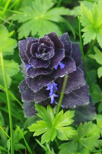 Close-up of purple flowers