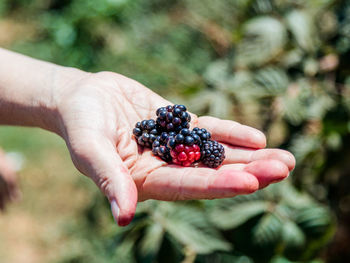 Close-up of hand holding berries