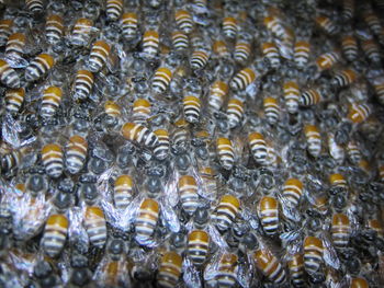 Full frame shot of insect