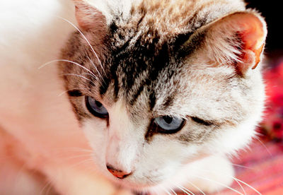 Close-up of tabby cat