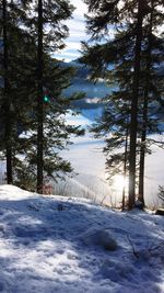 Trees on snow covered landscape