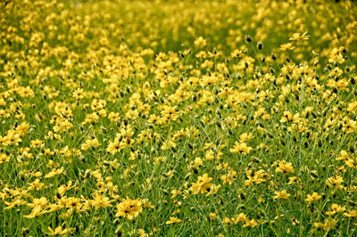 Full frame shot of yellow flowering plants on field