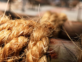 Close-up of wheat crops on field