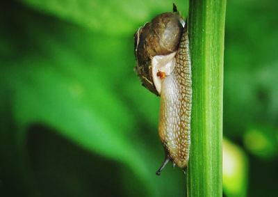 Close-up of snail on leaf