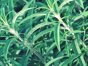 Close-up of plant