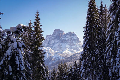 Snow covered pine trees against sky