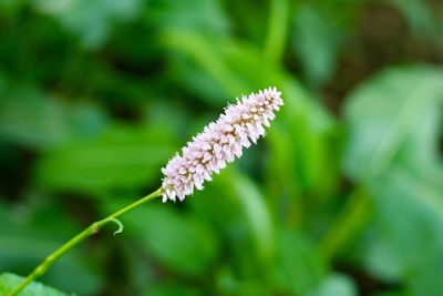 Close-up of flowers