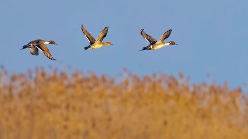 Birds flying in the sky