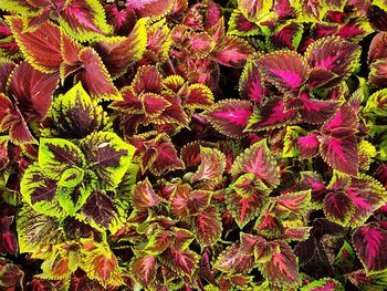 Full frame shot of pink flowering plants