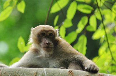 Close-up of monkey sitting on tree