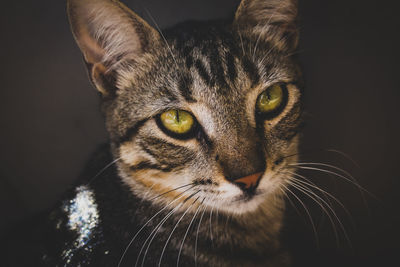 Close-up portrait of a cat