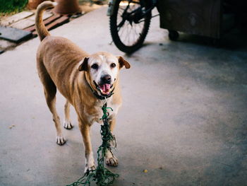 Dog standing on road