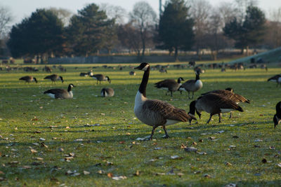 Flock of birds on grassy field