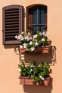 Potted plant against wall