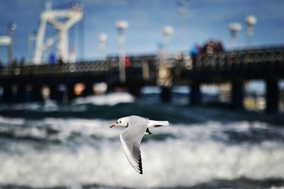 Seagull flying over river against sky