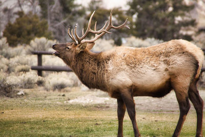 Deer standing in a field