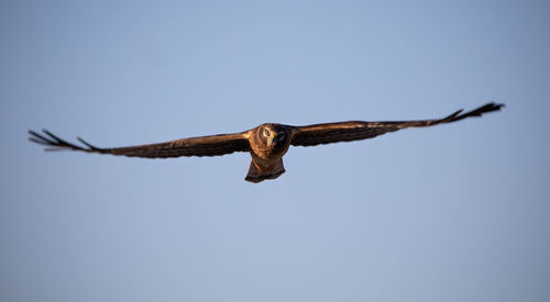 Low angle view of eagle flying in sky