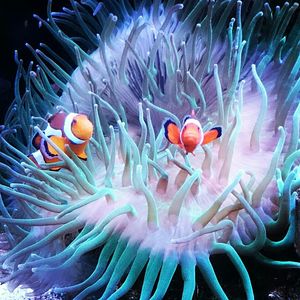 Close-up of coral underwater