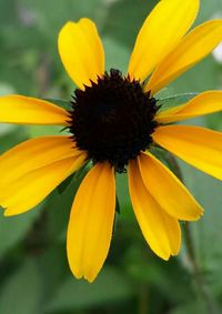 Close-up of yellow flower