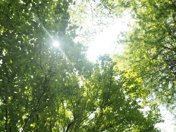 Low angle view of trees