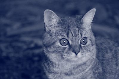 Close-up portrait of cat against blurred background