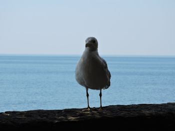 Seagull perching on a sea against clear sky