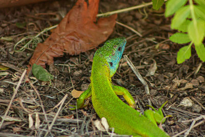 High angle view of lizard on land