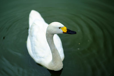 Close-up of swan on lake