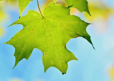 Close-up of leaves on tree