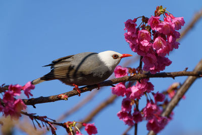 Low angle view of bird perching on cherry tree