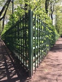 Footpath amidst trees in park