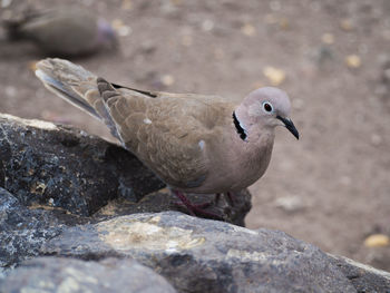 Close-up of mourning dove perching on rock